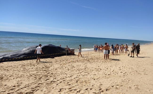Cachalote de 15 metros morre após dar à costa na Ilha da Armona Cachalote de 15 metros morre após dar à costa na Ilha da Armona