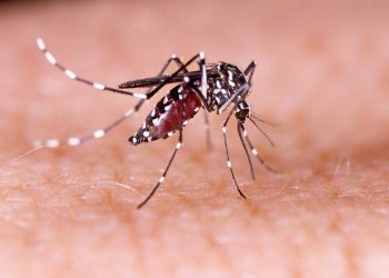Mosquito que transmite dengue e zika foi identificado na Covilhã