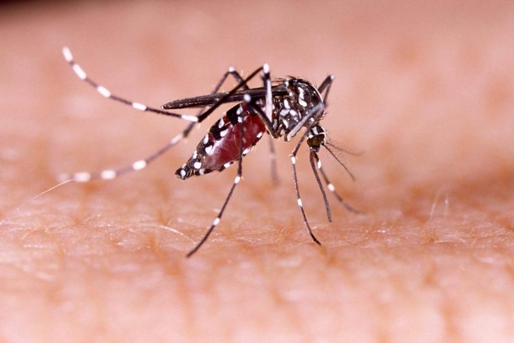 Mosquito que transmite dengue e zika foi identificado na Covilhã