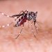 Mosquito que transmite dengue e zika foi identificado na Covilhã