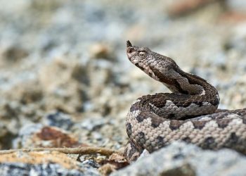 Mordidela de víbora-cornuda em Marvão expõe falhas graves no acesso ao antídoto em Portugal