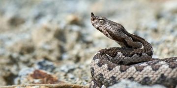 Mordidela de víbora-cornuda em Marvão expõe falhas graves no acesso ao antídoto em Portugal