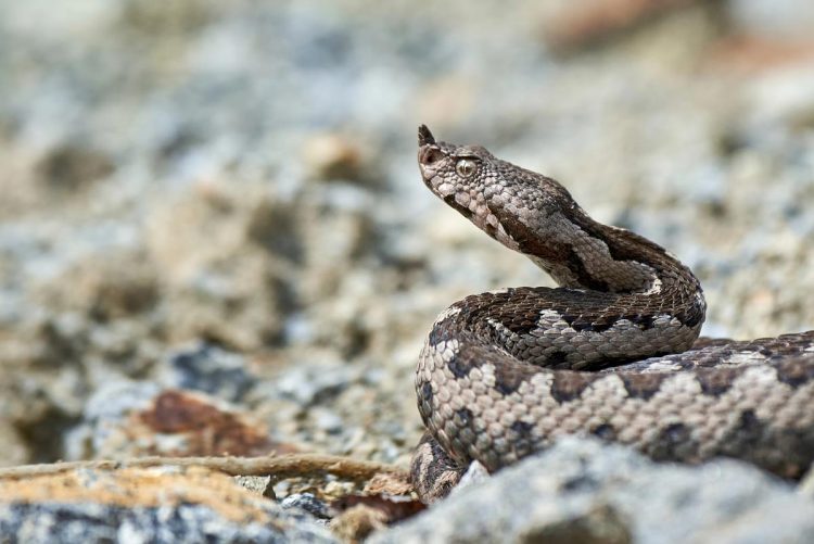 Mordidela de víbora-cornuda em Marvão expõe falhas graves no acesso ao antídoto em Portugal