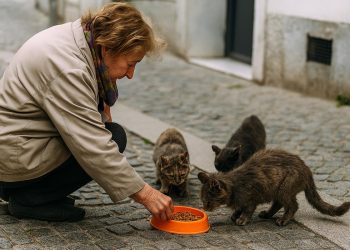 Multa superior a 1.000€ por alimentar animais na via pública