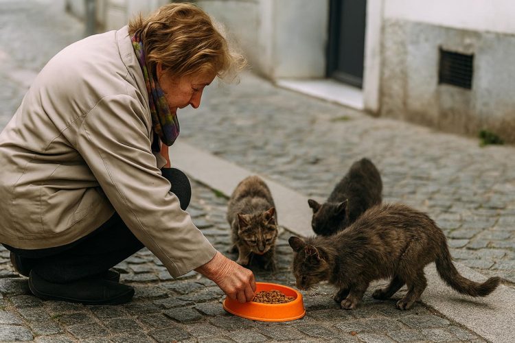 Multa superior a 1.000€ por alimentar animais na via pública Multa superior a 1.000€ por alimentar animais na via pública