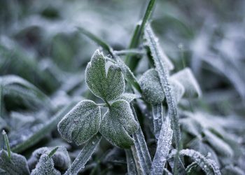 Massa de ar polar traz frio extremo e geadas a Portugal esta semana