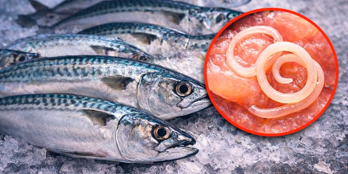 Alerta na Europa: parasita perigoso detetado em peixe muito consumido em Portugal