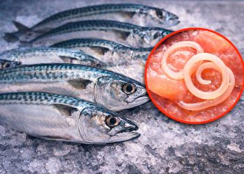 Alerta na Europa: parasita perigoso detetado em peixe muito consumido em Portugal