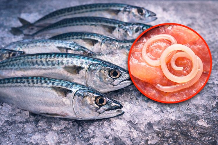 Alerta na Europa: parasita perigoso detetado em peixe muito consumido em Portugal