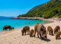A praia portuguesa que já foi eleita a melhor da Europa e onde os javalis convivem com pessoas