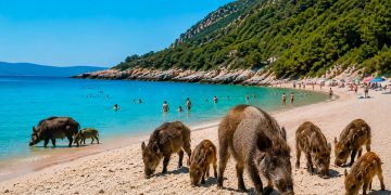 A praia portuguesa que já foi eleita a melhor da Europa e onde os javalis convivem com pessoas