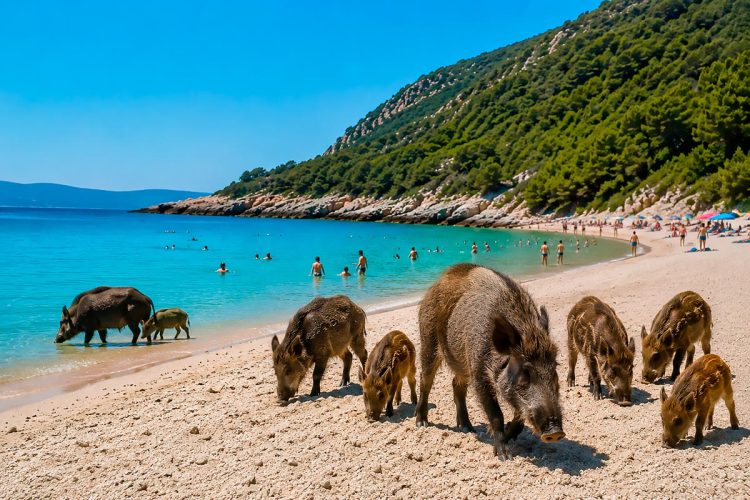 A praia portuguesa que já foi eleita a melhor da Europa e onde os javalis convivem com pessoas