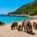 A praia portuguesa que já foi eleita a melhor da Europa e onde os javalis convivem com pessoas A praia portuguesa que já foi eleita a melhor da Europa e onde os javalis convivem com pessoas