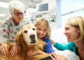 Cheque Veterinário: o apoio pouco conhecido que garante consultas e tratamentos gratuitos para animais