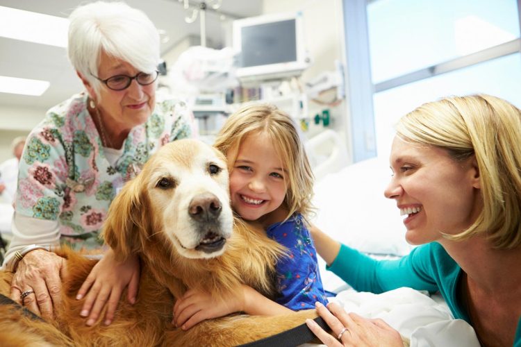 Cheque Veterinário: o apoio pouco conhecido que garante consultas e tratamentos gratuitos para animais Cheque Veterinário: o apoio pouco conhecido que garante consultas e tratamentos gratuitos para animais