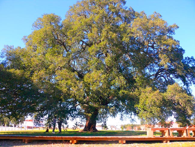 É a maior árvore de cortiça de Portugal e a maior do mundo É a maior árvore de cortiça de Portugal e a maior do mundo