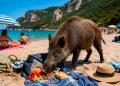 Javalis invadem o Portinho da Arrábida e roubam comida aos banhistas (com vídeo)