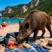 Javalis invadem o Portinho da Arrábida e roubam comida aos banhistas (com vídeo)