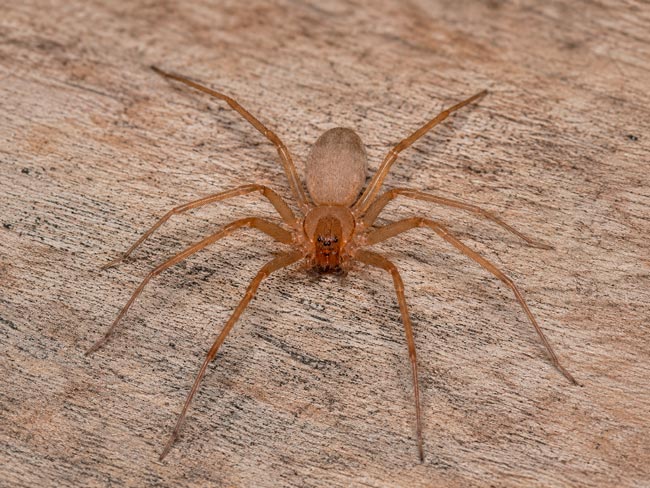 Descoberta nova espécie de aranha venenosa em Portugal Aranha-reclusa-chilena (Loxosceles laeta)