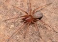 Descoberta nova espécie de aranha venenosa em Portugal