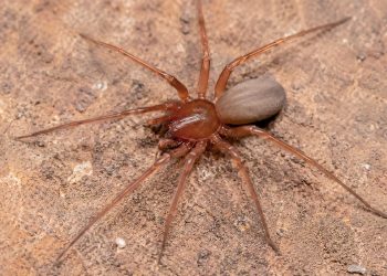 Descoberta nova espécie de aranha venenosa em Portugal