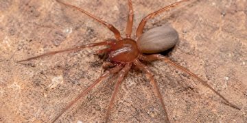 Descoberta nova espécie de aranha venenosa em Portugal