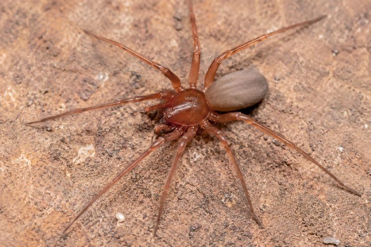 Descoberta nova espécie de aranha venenosa em Portugal Descoberta nova espécie de aranha venenosa em Portugal