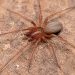 Descoberta nova espécie de aranha venenosa em Portugal