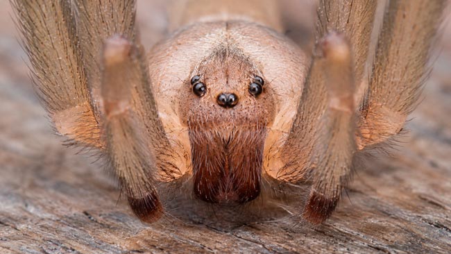 Descoberta nova espécie de aranha venenosa em Portugal Aranha-reclusa-chilena (Loxosceles laeta)
