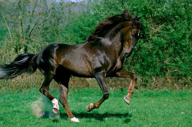 Puro-Sangue Lusitano: a história do cavalo português que conquistou o mundo há milhares de anos Puro-Sangue Lusitano - Depositphotos