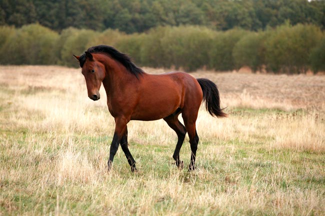 Puro-Sangue Lusitano: a história do cavalo português que conquistou o mundo há milhares de anos Puro-Sangue Lusitano