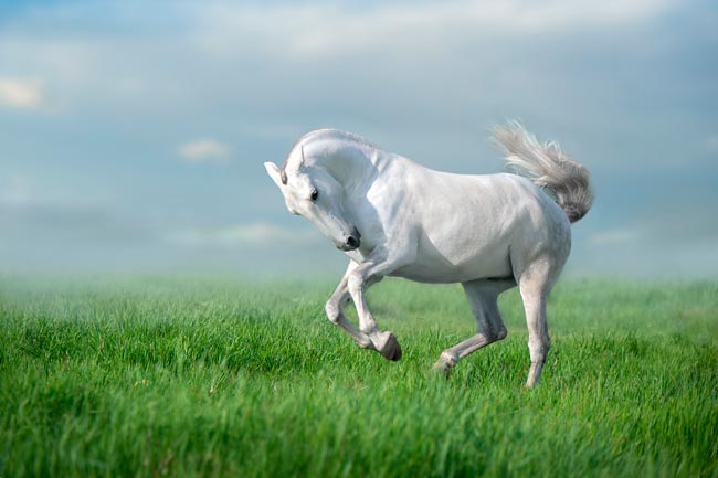 Puro-Sangue Lusitano: a história do cavalo português que conquistou o mundo há milhares de anos Puro-Sangue Lusitano - Depositphotos