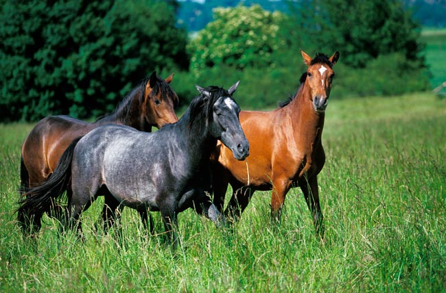 Puro-Sangue Lusitano: a história do cavalo português que conquistou o mundo há milhares de anos Puro-Sangue Lusitano - Depositphotos
