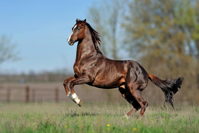 Puro-Sangue Lusitano: a história do cavalo português que conquistou o mundo há milhares de anos Puro-Sangue Lusitano - Depositphotos