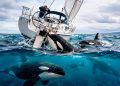 Orcas não estão a atacar barcos? Estudo científico explica o verdadeiro motivo das interações