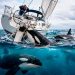 Orcas não estão a atacar barcos? Estudo científico explica o verdadeiro motivo das interações Orcas não estão a atacar barcos? Estudo científico explica o verdadeiro motivo das interações