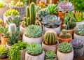Cactos e suculentas: 8 cuidados essenciais para crescerem bonitos e saudáveis Cactos e suculentas: 8 cuidados essenciais para crescerem bonitos e saudáveis