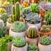 Cactos e suculentas: 8 cuidados essenciais para crescerem bonitos e saudáveis Cactos e suculentas: 8 cuidados essenciais para crescerem bonitos e saudáveis