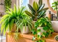 5 plantas que ajudam a combater a humidade em casa e a melhorar o ambiente