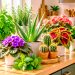 7 melhores plantas para a cozinha: espécies bonitas, resistentes e fáceis de cuidar 7 melhores plantas para a cozinha: espécies bonitas, resistentes e fáceis de cuidar