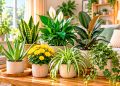 7 plantas de interior que ajudam a purificar o ar e a tornar a casa mais agradável