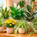 7 plantas de interior que ajudam a purificar o ar e a tornar a casa mais agradável