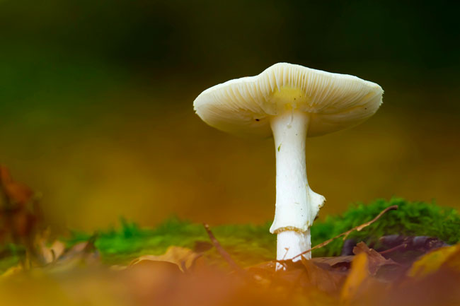 Amanita virosa