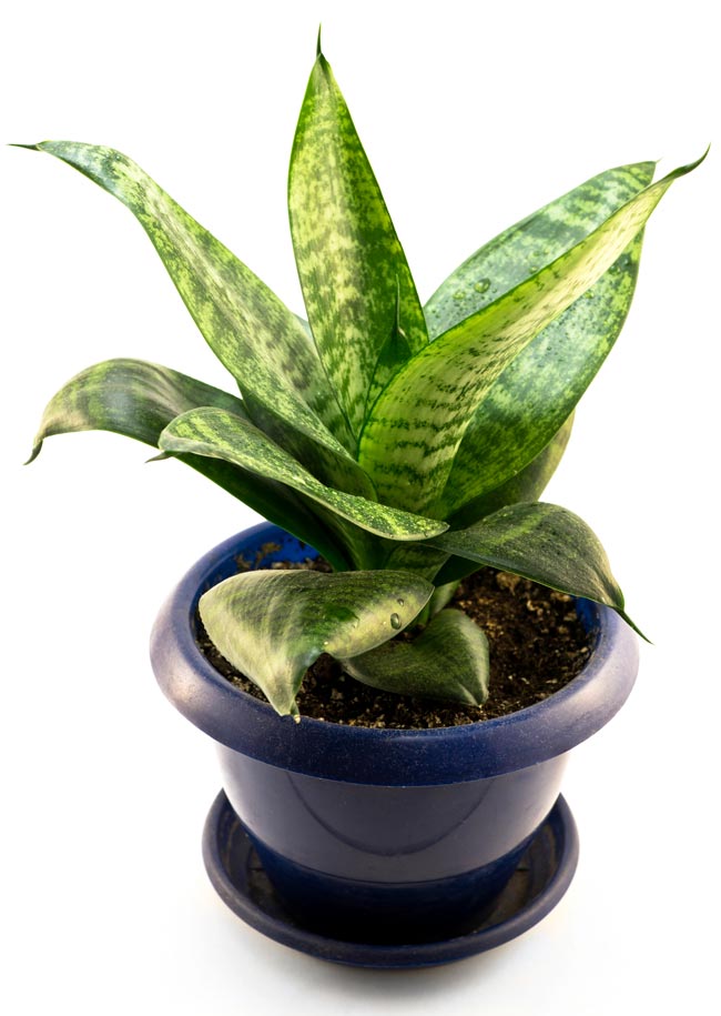 Aspidistra