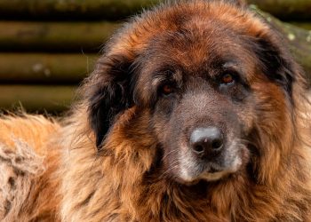 Cão da Serra da Estrela: história, características, temperamento e cuidados