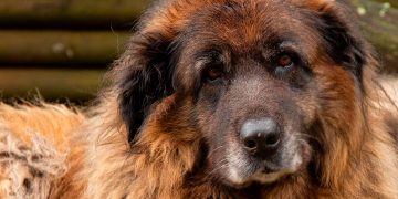 Cão da Serra da Estrela: história, características, temperamento e cuidados