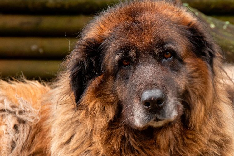 Cão da Serra da Estrela: história, características, temperamento e cuidados
