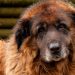 Cão da Serra da Estrela: história, características, temperamento e cuidados Cão da Serra da Estrela: história, características, temperamento e cuidados