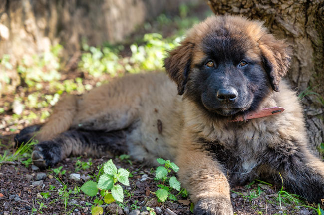 Cão da Serra da Estrela