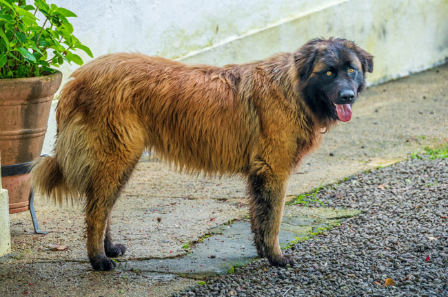 Cão da Serra da Estrela